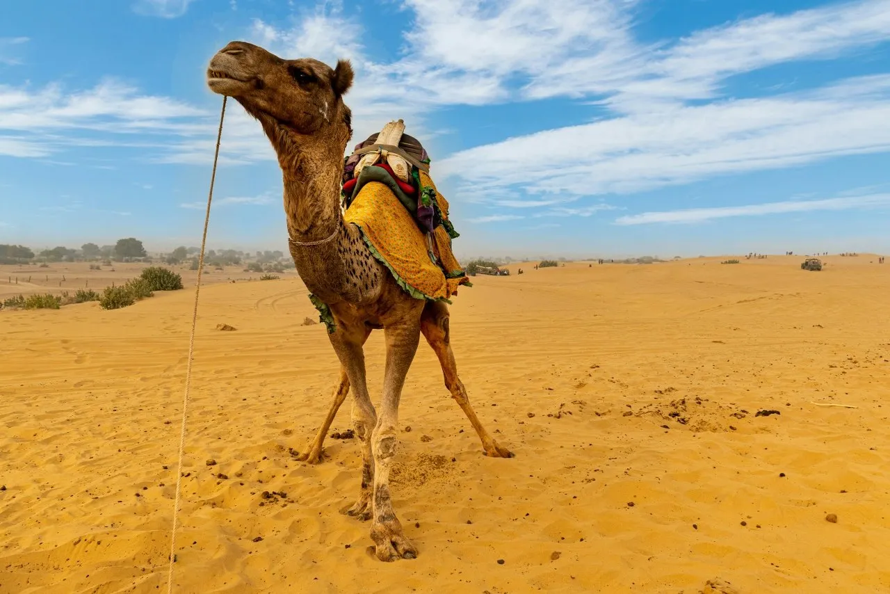 Royal Jaisalmer three day desert camp package